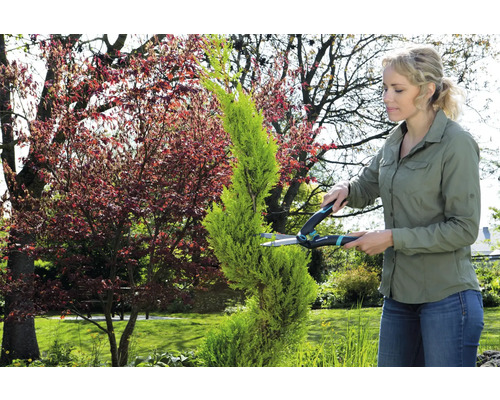 Kvinna beskär en cypress med en häcksax i trädgården.