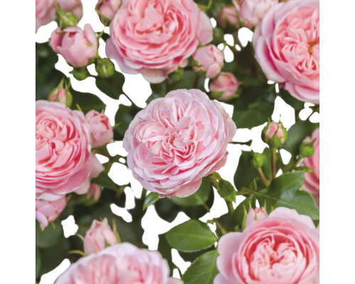 Närbild av rosa rosenblommor med gröna blad