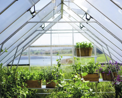 Växthusinteriör med växter på hyllor.