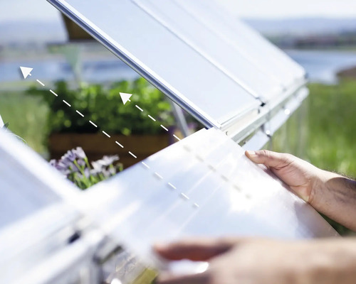 En person öppnar ett växthusfönster för ventilation.