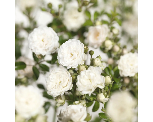 Närbild av vita rosenblommor med gröna blad