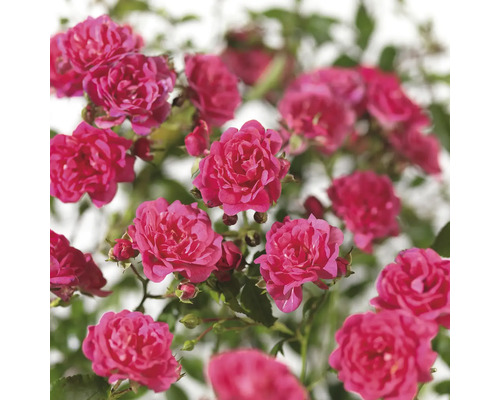 Närbild av rosa dvärgporslinsblommor