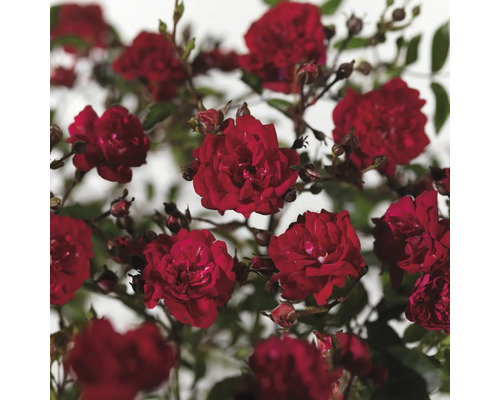 Närbild av röda rosenblommor