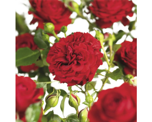 Klätterros FLORASELF Rosa 'Grand Award' Co 3L fyllda blommor