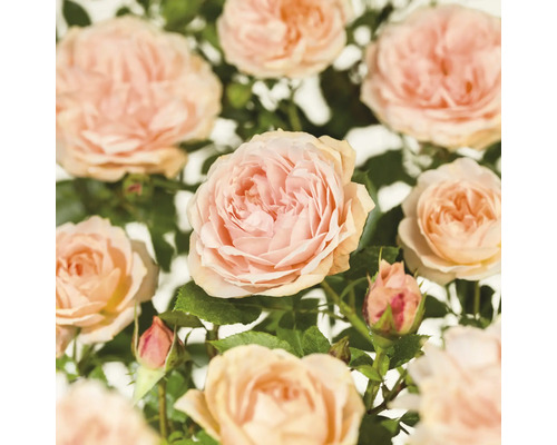 Ros FLORASELF Rosa 'Garden of Roses' Co 5L