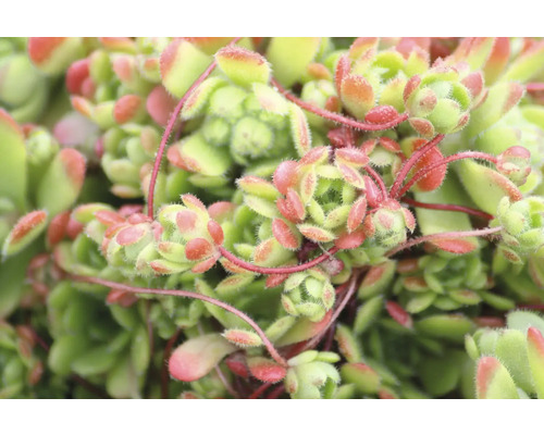 Närbild av en taklöksväxt