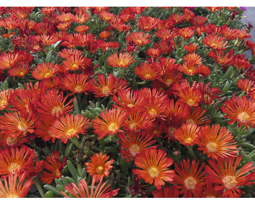 Närbild av isörter med gröna blad och många blommor