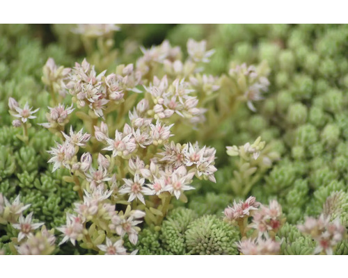 Närbild av en fetknoppsplanta med blommor