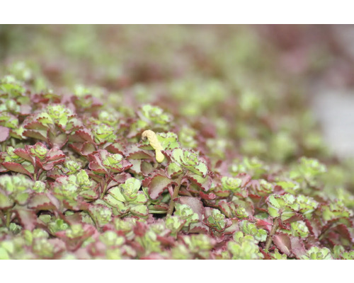 Närbild av en fetknoppsplanta