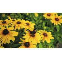 Solhattblommor med en fjäril