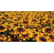 Fält med Rudbeckia blommor i trädgården