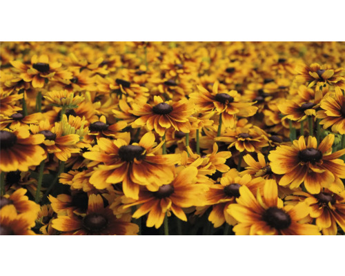 Fält med Rudbeckia blommor i trädgården