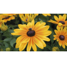 Närbild av en Rudbeckia blomma med ett bi.