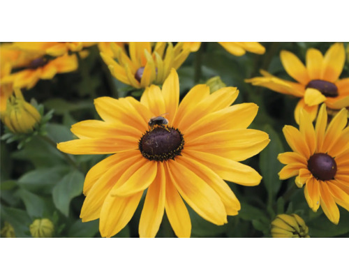 Närbild av en Rudbeckia blomma med ett bi.