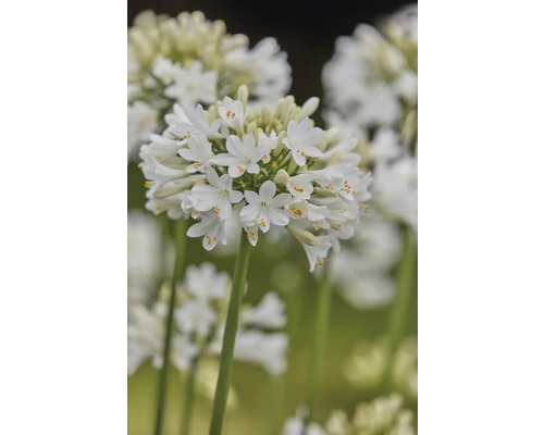Närbild av en vit agapanthus