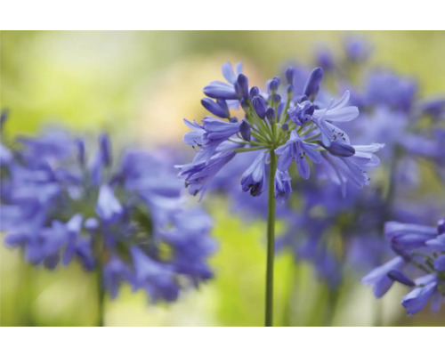 Närbild av Agapanthus blommor
