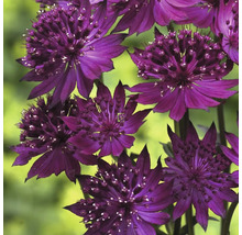Närbild av stora blommor av stjärnflocka