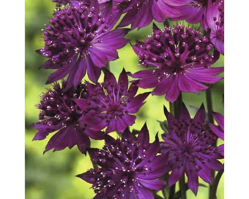 Stor stjärnflocka Astrantia major 'Venice' 10-30cm Co 0,5L