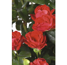 Röda rosenblommor med gröna blad