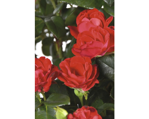 Röda rosenblommor med gröna blad