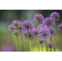 Närbild av prydnadslöksblommor i trädgården