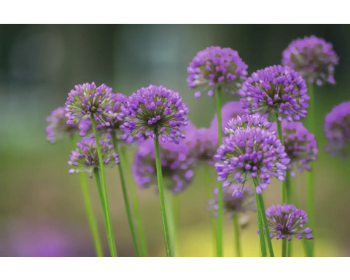 Närbild av prydnadslöksblommor i trädgården