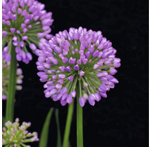 Närbild av en prydnadslöksblomma