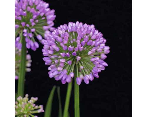 Närbild av en prydnadslöksblomma