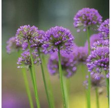 Närbild av prydnadslöksblommor med långa stjälkar