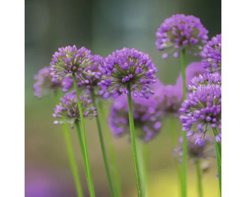 Närbild av prydnadslöksblommor med långa stjälkar