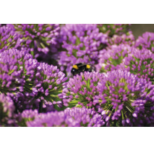 Närbild av lila prydnadslöksblommor med en humla