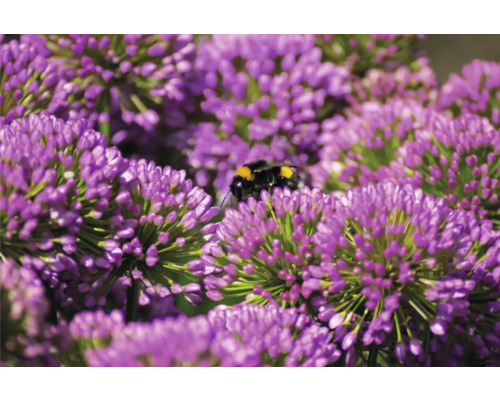Närbild av lila prydnadslöksblommor med en humla