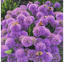 Prydnadslöksblommor med fjärilar i trädgården