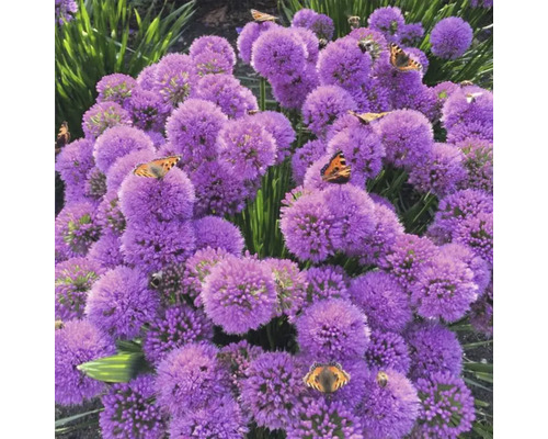 Prydnadslöksblommor med fjärilar i trädgården