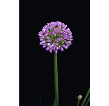 Blomma av prydnadslök på stjälk