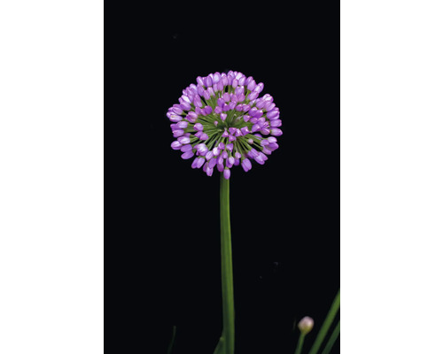 Blomma av prydnadslök på stjälk