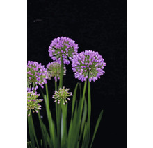 Blommande prydnadslök med runda, violetta blomställningar och gröna stjälkar.