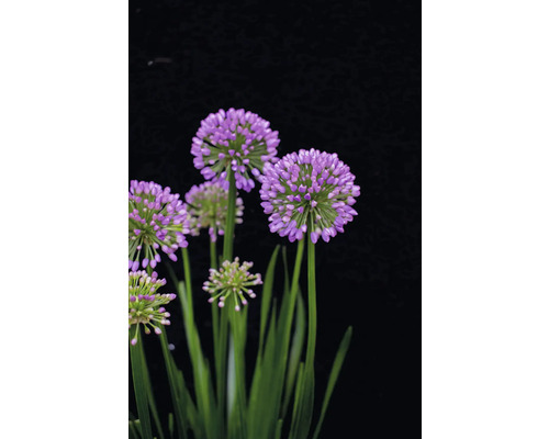 Blommande prydnadslök med runda, violetta blomställningar och gröna stjälkar.