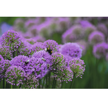 Närbild av prydnadslöksblommor med insekter.