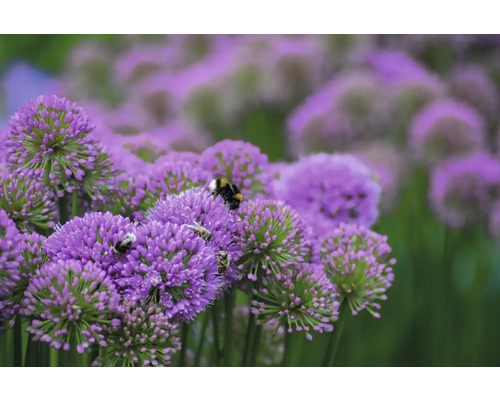 Närbild av prydnadslöksblommor med insekter.