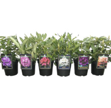 Storblommig rhododendron mix FLORASELF Rhododendron Hybride Co 2L