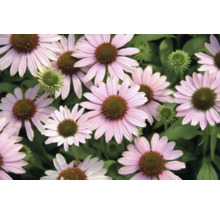 Närbild av rosa blommande solhattar