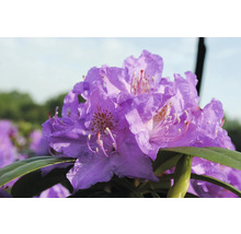 Närbild av en violett rhododendronblomma