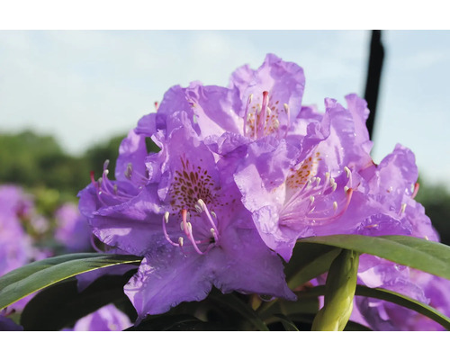 Närbild av en violett rhododendronblomma
