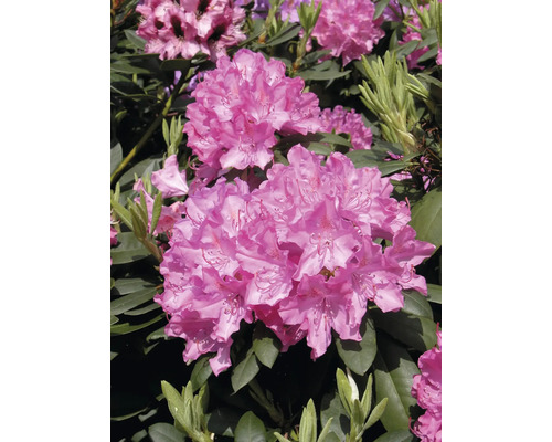 Närbild av en blommande rhododendronväxt