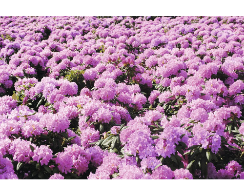 Fält med blommande rhododendron