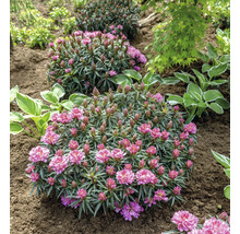 Tre rhododendronbuskar i en trädgårdsrabatt