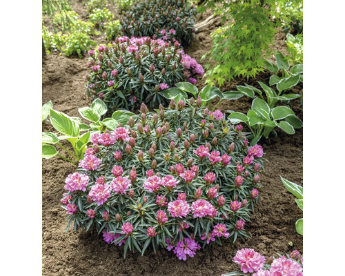 Tre rhododendronbuskar i en trädgårdsrabatt