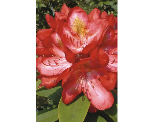 Närbild av en röd rhododendronblomma
