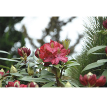 Närbild av en blommande, röd rhododendronväxt.